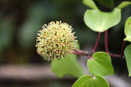 Image of Hedera azorica Carrière