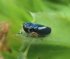 Graphocephala lugubris (Signoret 1854)的圖片