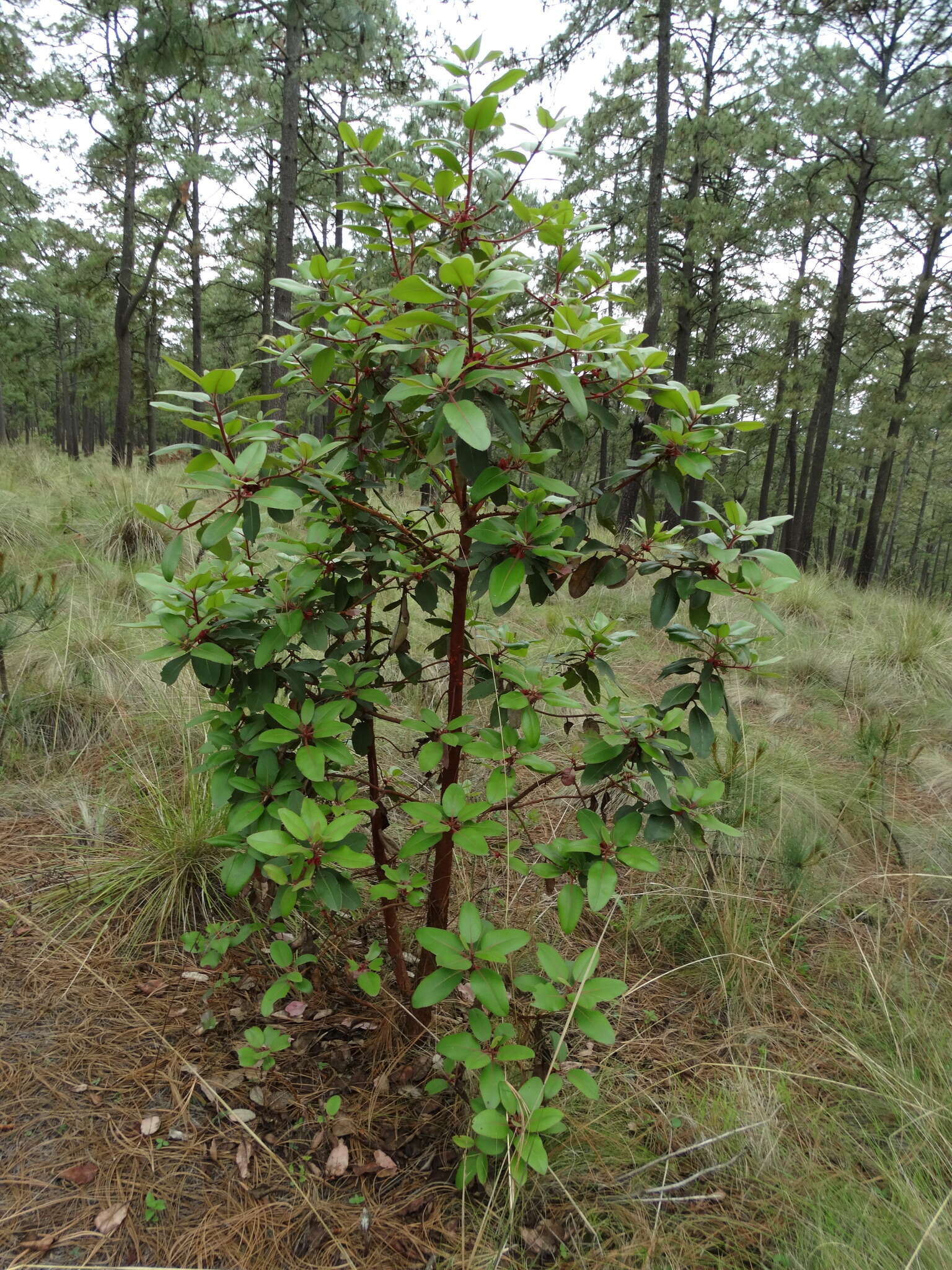 Arbutus xalapensis Kunth resmi