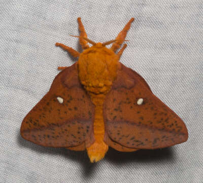 Image of Spiny Oakworm Moth