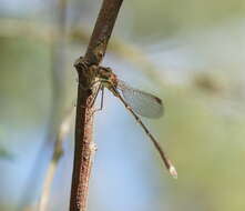 Image of Austrolestes analis (Rambur 1842)