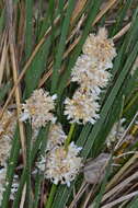 Sivun Lomandra leucocephala subsp. robusta A. T. Lee kuva