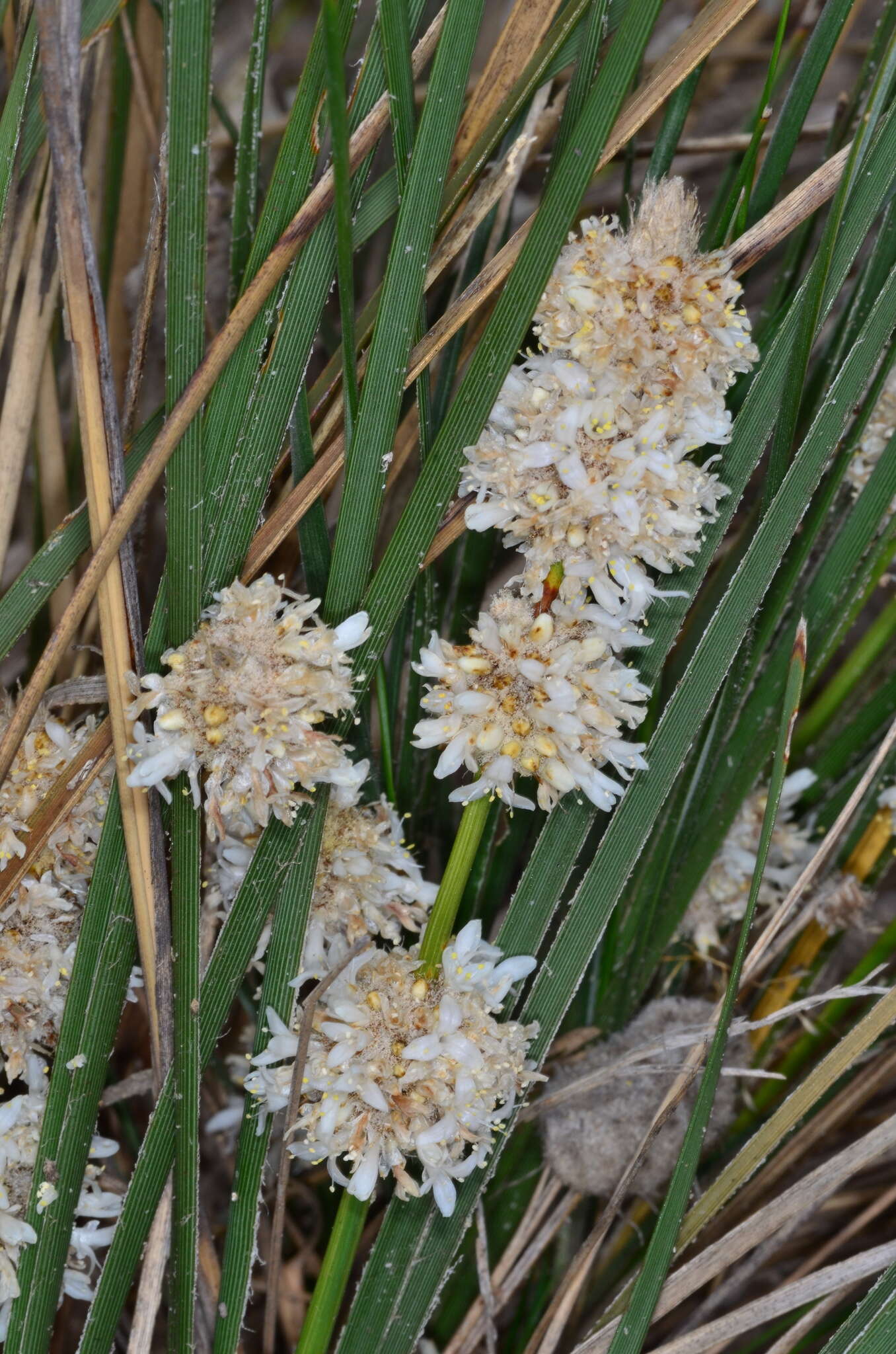 Sivun Lomandra leucocephala subsp. robusta A. T. Lee kuva