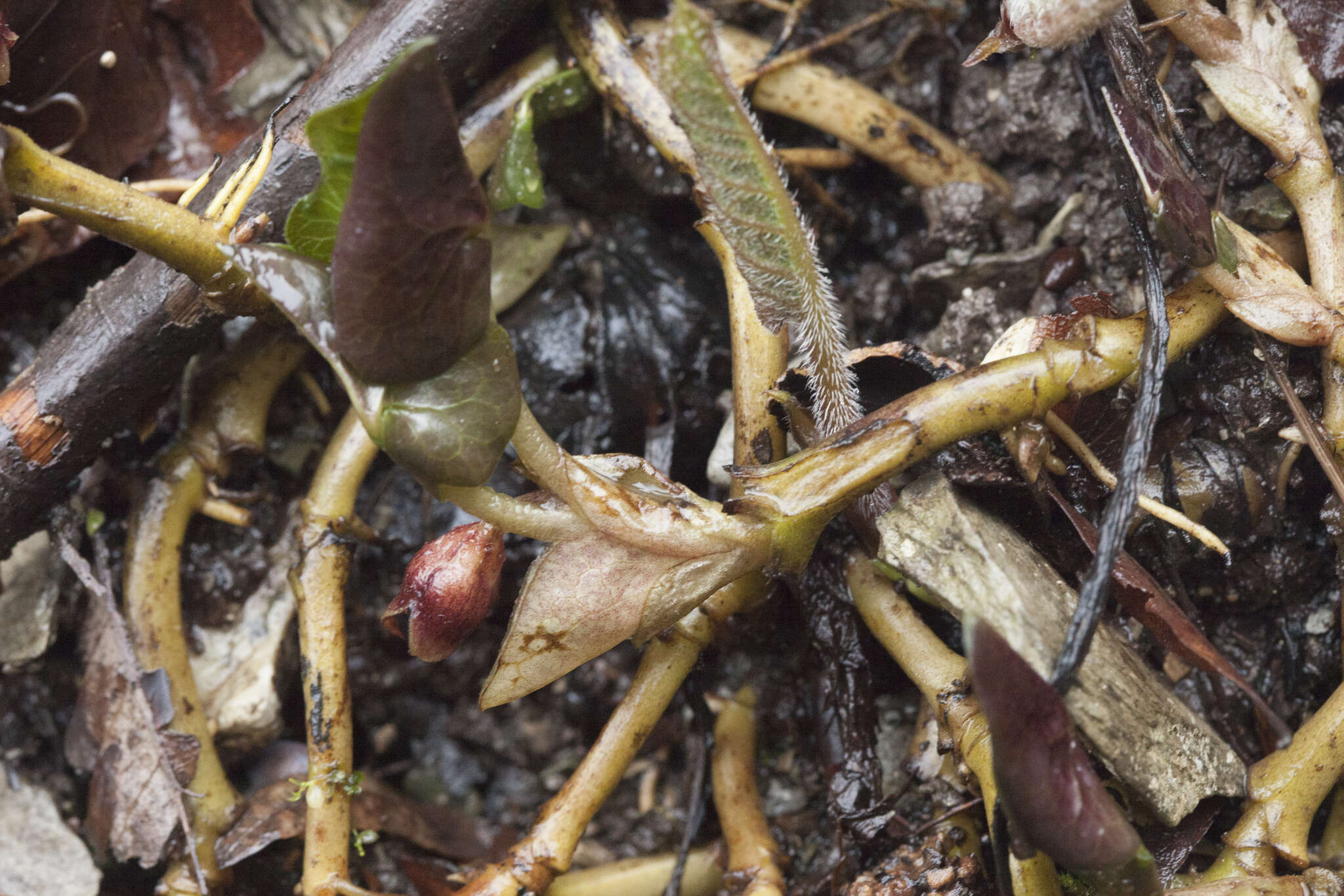 Image of Asarum europaeum subsp. caucasicum (Duchartre) Soo