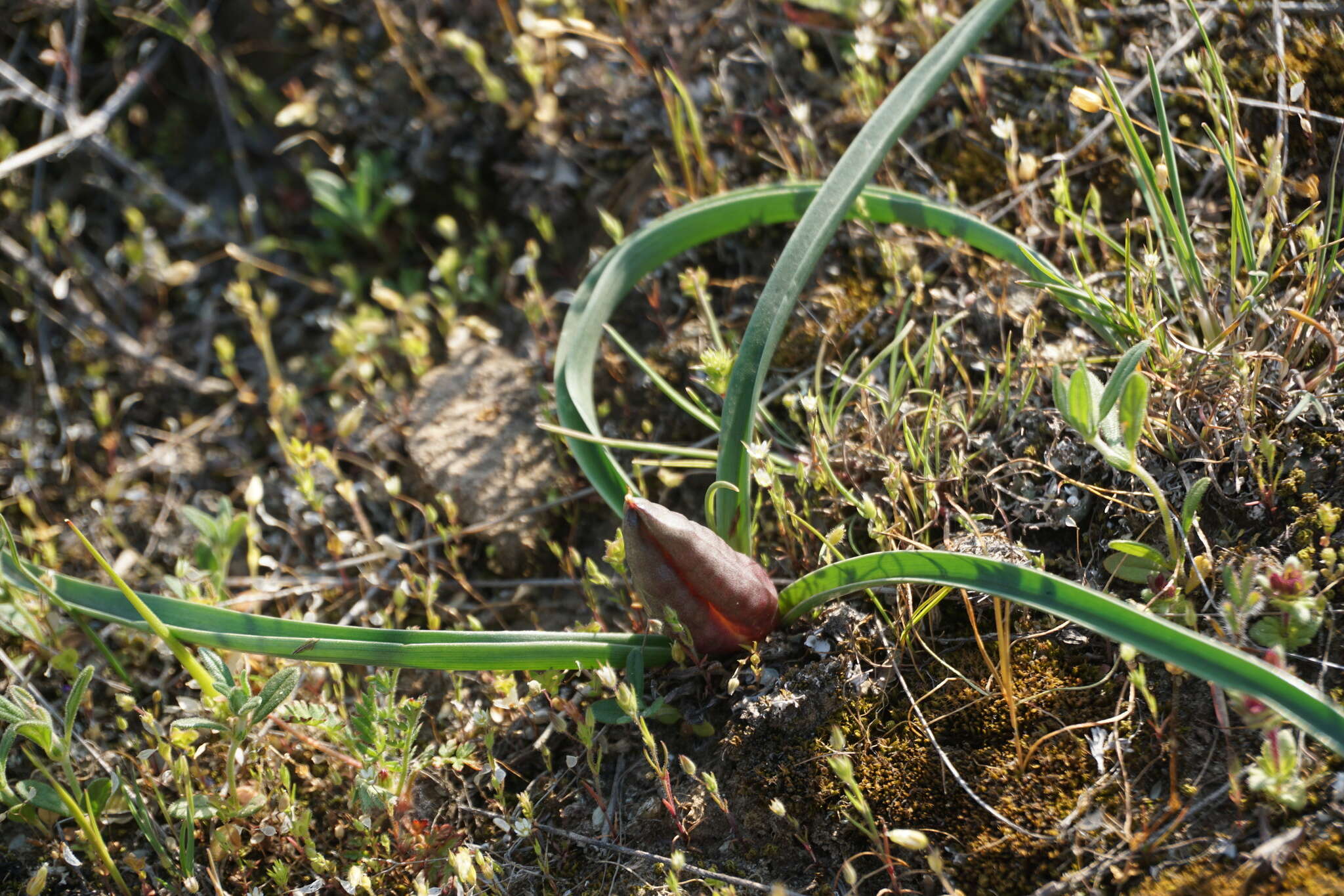 Image of Colchicum laetum Steven