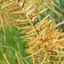 Imagem de Cyperus digitatus subsp. auricomus (Sieber ex Spreng.) Kük.