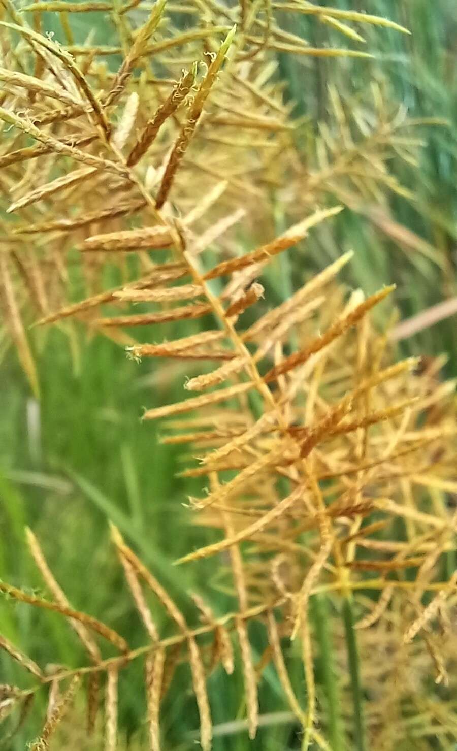 Imagem de Cyperus digitatus subsp. auricomus (Sieber ex Spreng.) Kük.