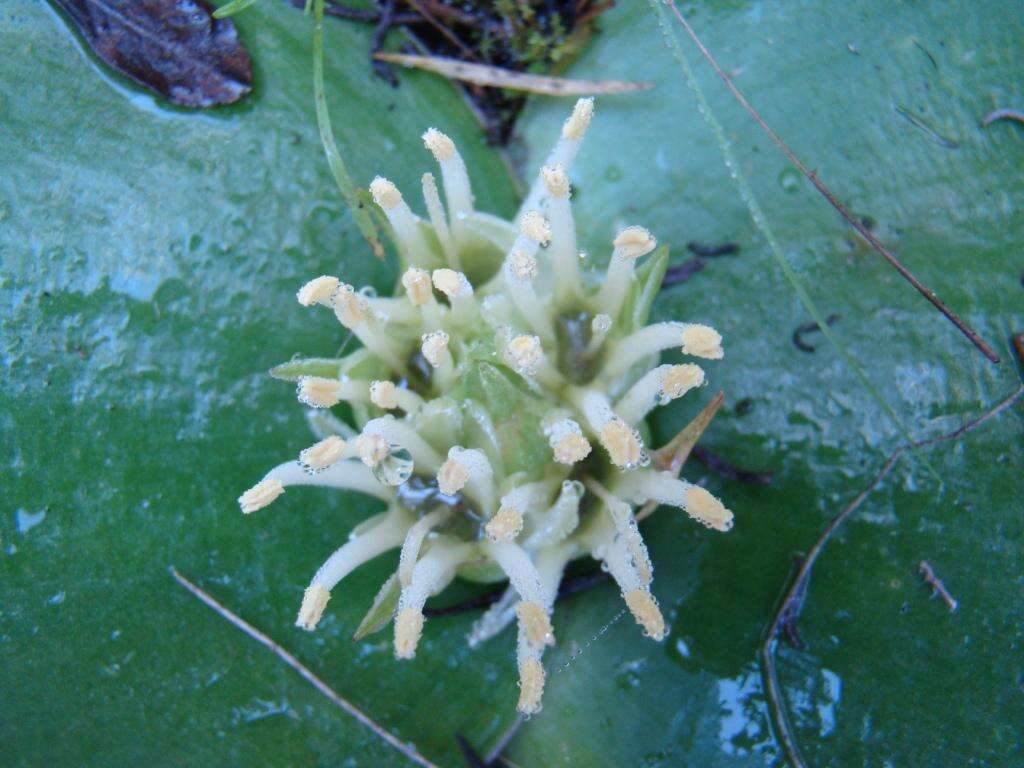 Image of Common Hedgehog Lily