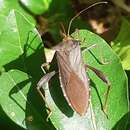 Image of Mictis longicornis Westwood 1842