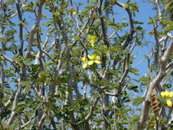 Plancia ëd Senna meridionalis (R. Vig.) Du Puy