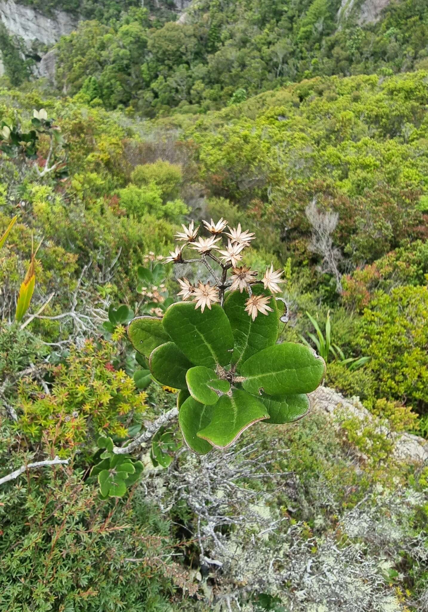 Image of daisy bush