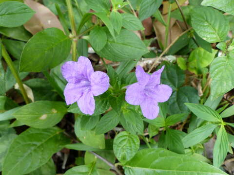 Image of Ruellia bahiensis (Nees) Morong