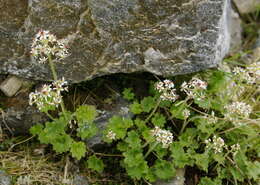 Image of Porsild's Pseudosaxifrage