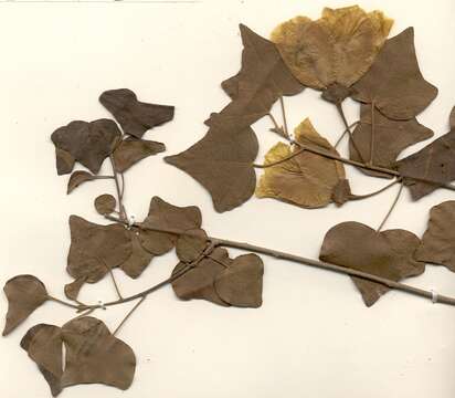 Image of Small-leaved tulip-tree