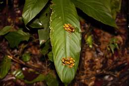 Image of Bereis' Treefrog