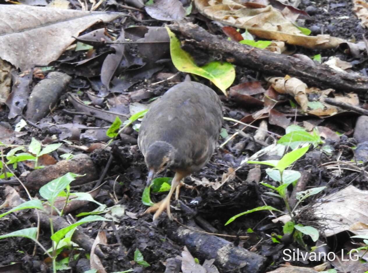 Image of Little Tinamou
