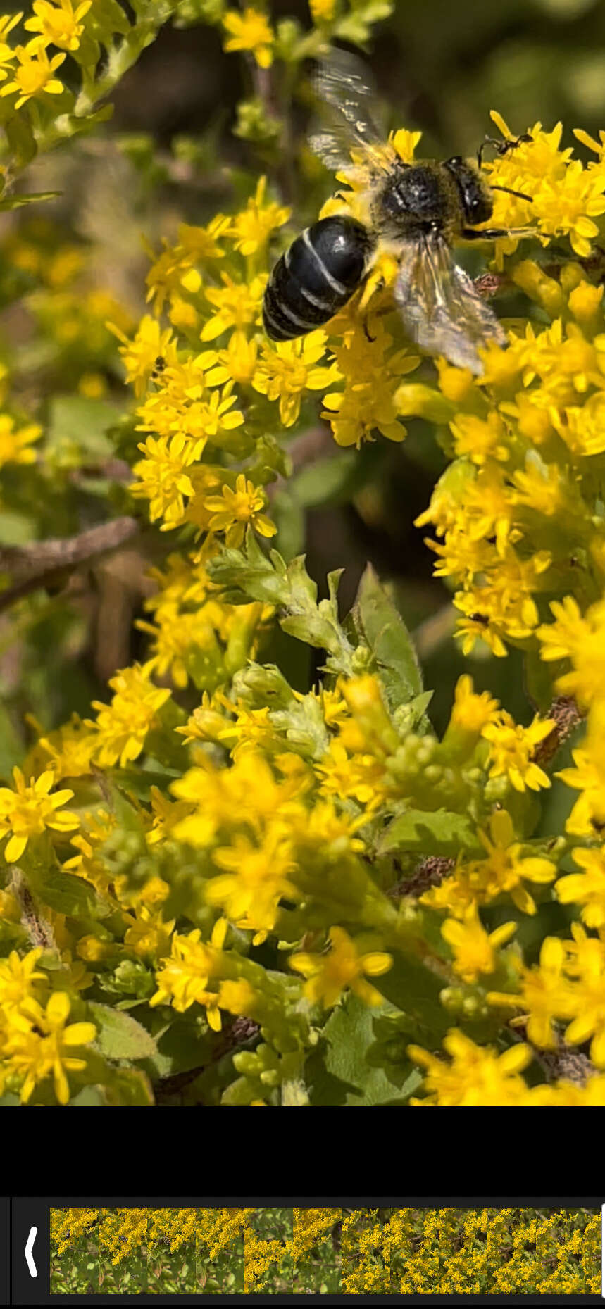 Imagem de Colletes simulans armatus Patton 1879