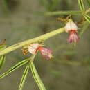 Indigofera trifoliata var. glandulifera (Hayata) S. S. Ying的圖片