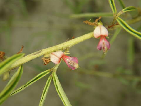 Indigofera trifoliata var. glandulifera (Hayata) S. S. Ying的圖片