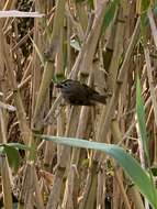 Image de Regulus regulus inermis Murphy & Chapin 1929