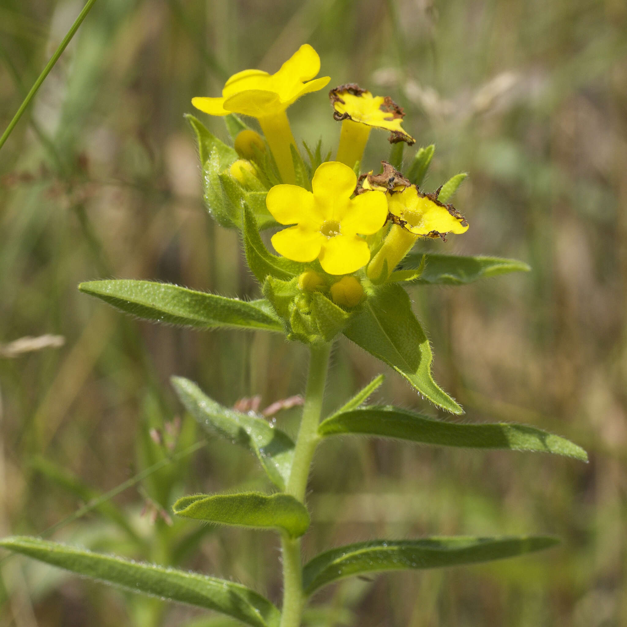 Image of hoary puccoon