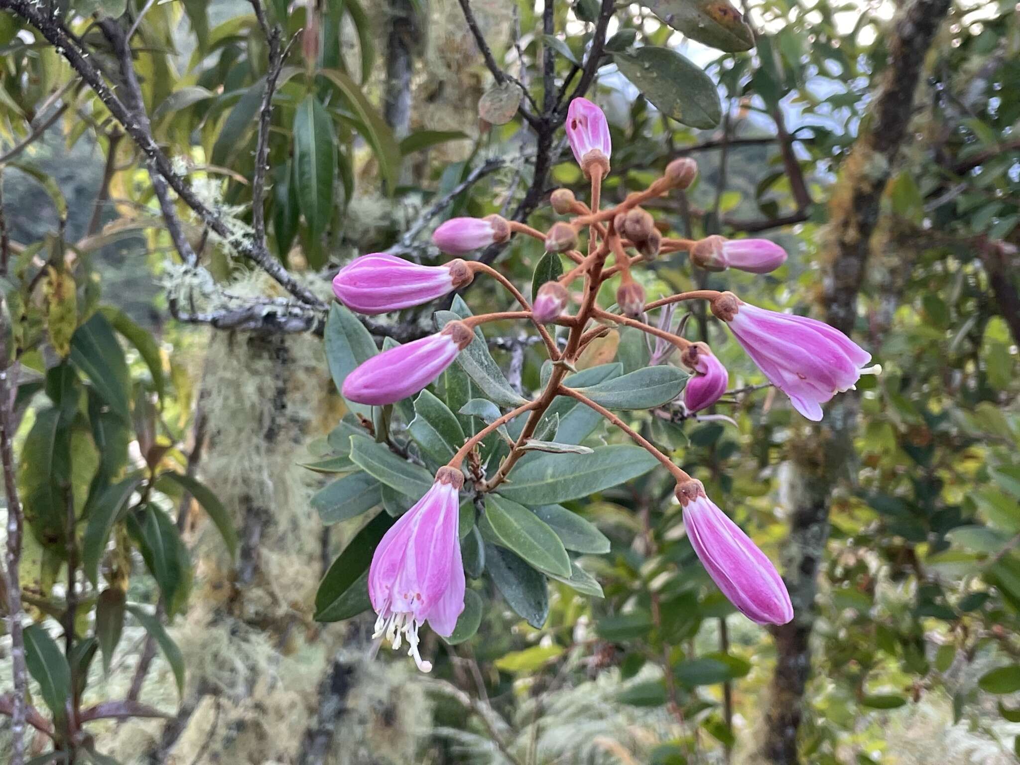 Image of Bejaria aestuans L.