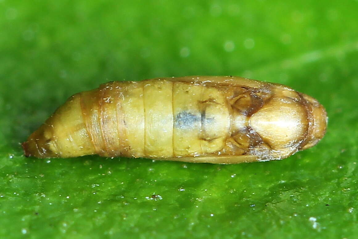 Imagem de Argyresthia goedartella Linnaeus 1758