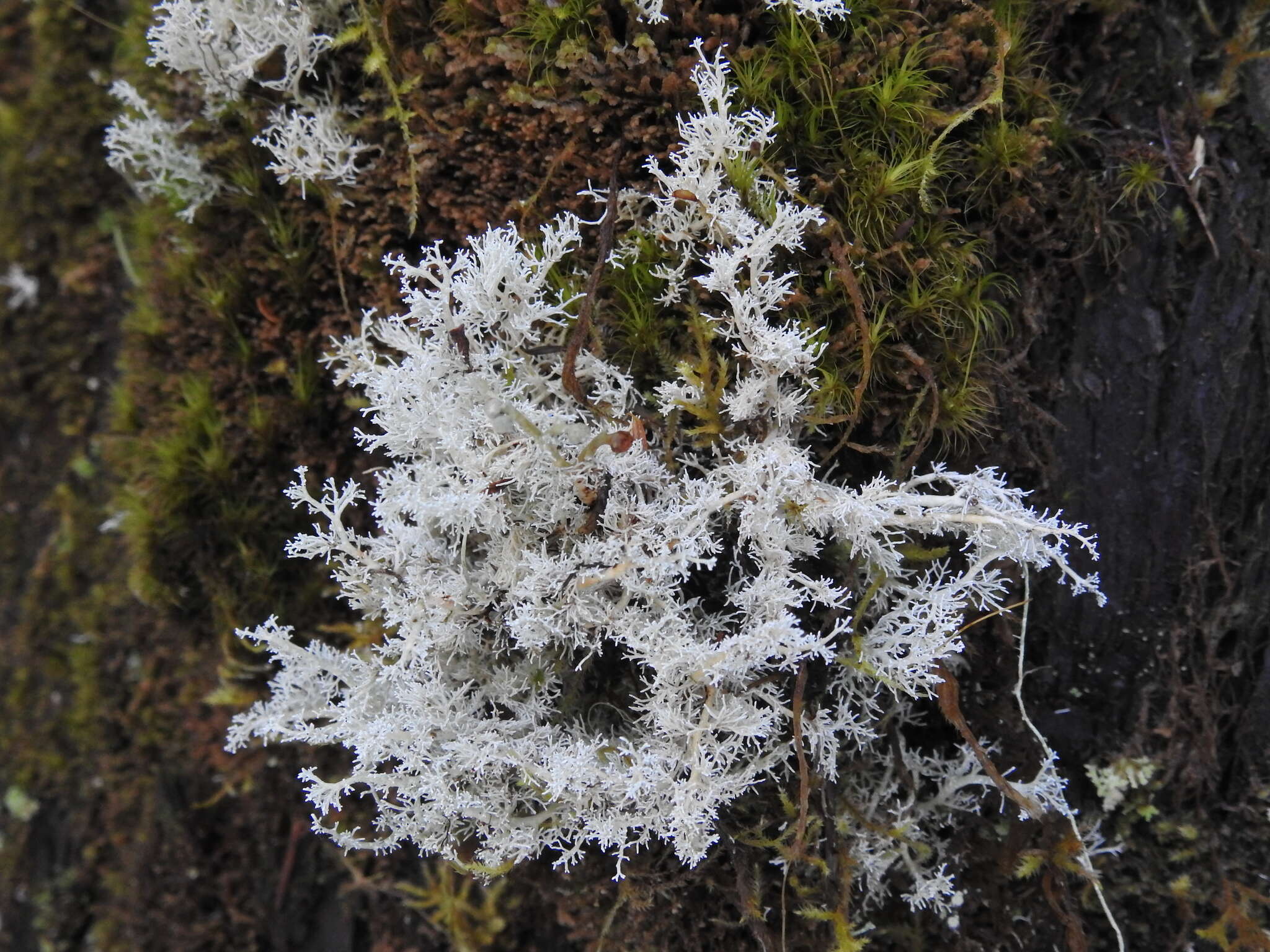 Image de Sphaerophorus tuckermanii Räsänen