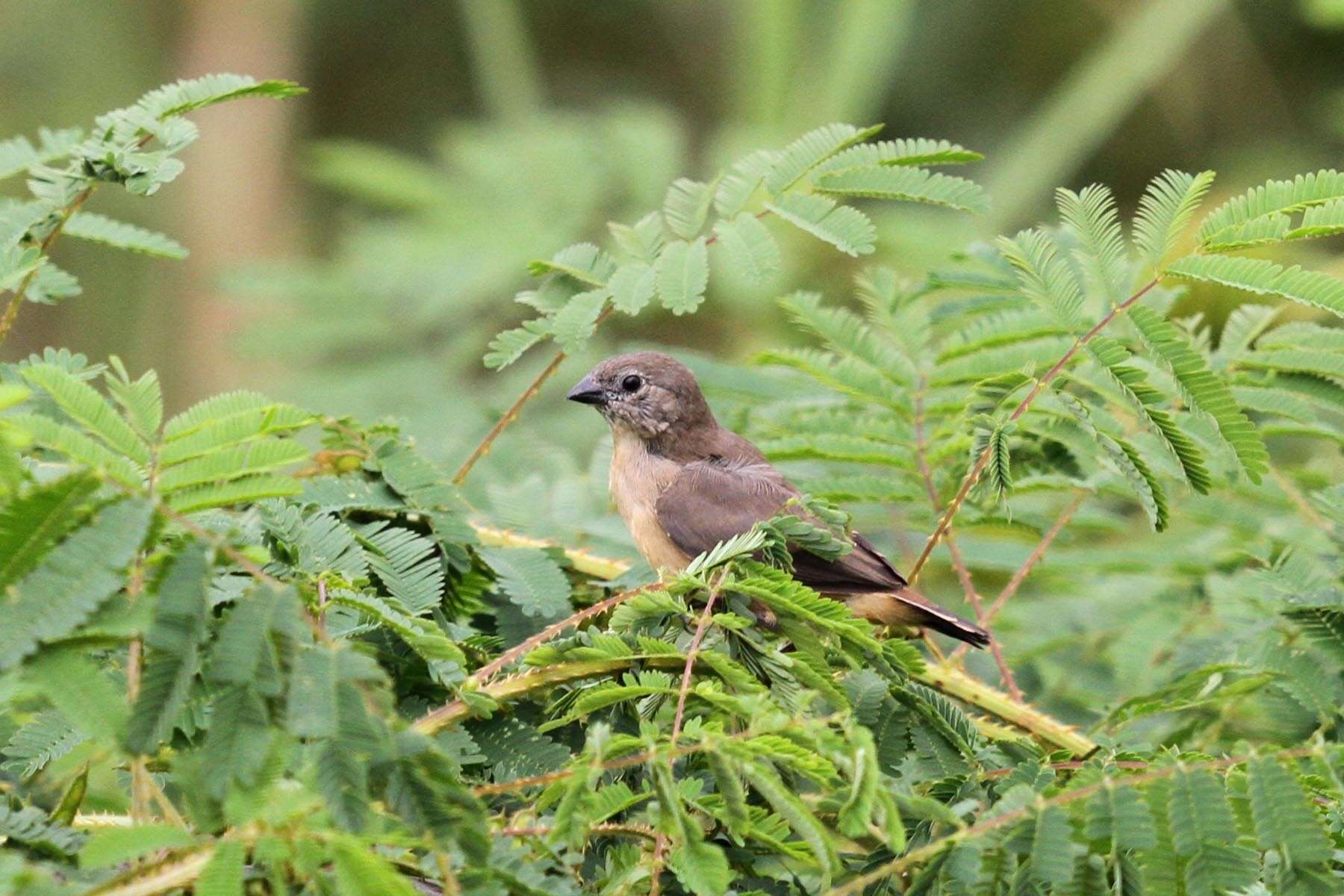 Image de Spermestes bicolor (Fraser 1843)