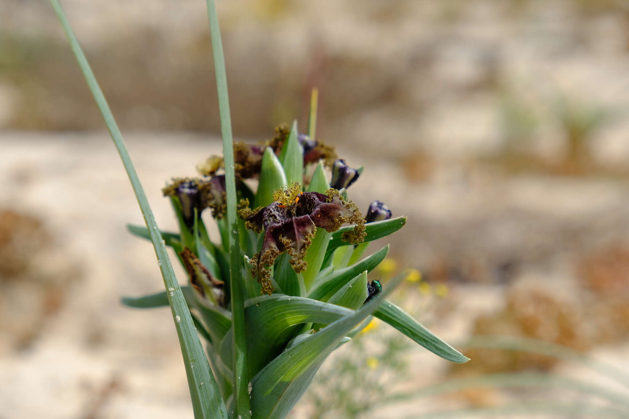 Image of Ferraria foliosa G. J. Lewis