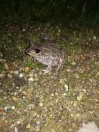 Image of Iberian Spadefoot Toad