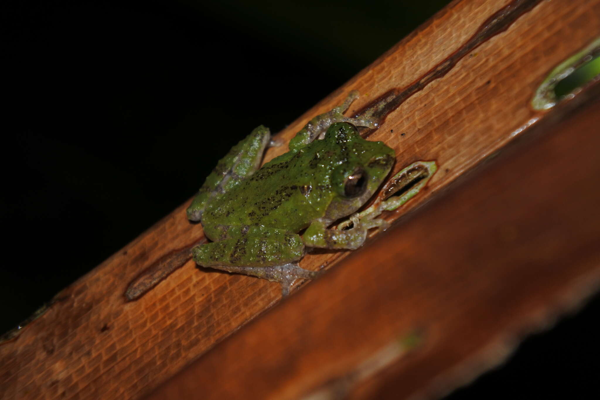 Image of Philautus aurifasciatus (Schlegel 1837)