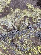 Image of lecidea lichen