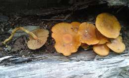 Image of Heimiomyces velutipes (G. Stev.) J. A. Cooper 2014