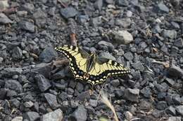 Image of Papilio machaon oregonia W. H. Edwards 1876