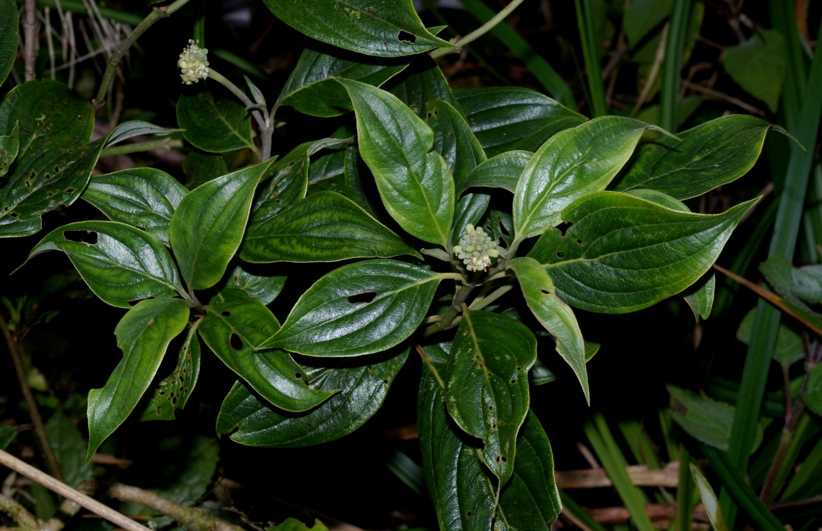 Cornus disciflora (rights holder: alex monro)