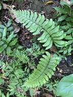 Hymenasplenium excisum (C. Presl) S. Linds. resmi