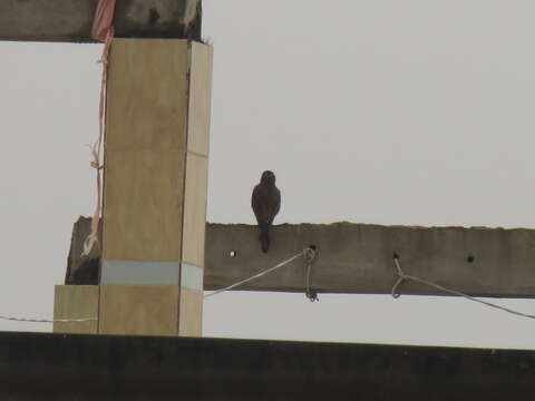 Image of kestrel, common kestrel