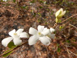 Image of Casearia yucatanensis (Standl.) T. Samar. & M. H. Alford