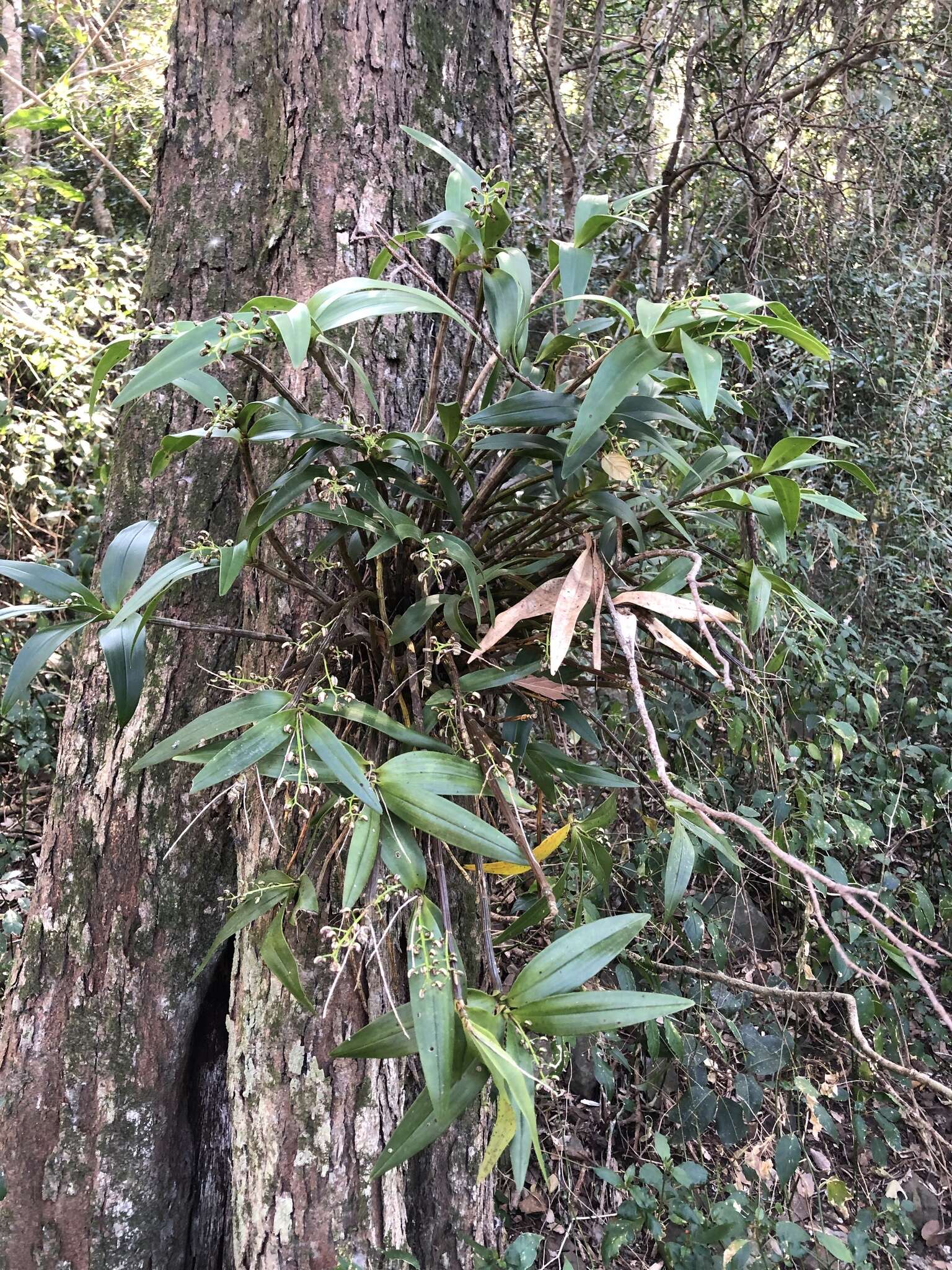 Слика од Dendrobium gracilicaule F. Muell.