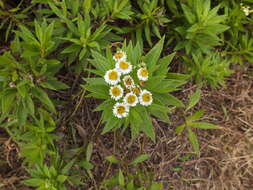 Image of Erigeron lancifolius Hook. fil.