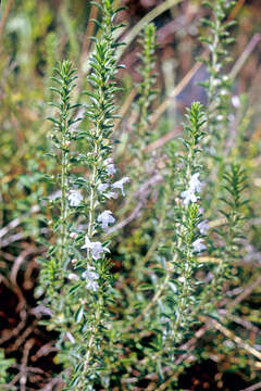 Image of perennial savory