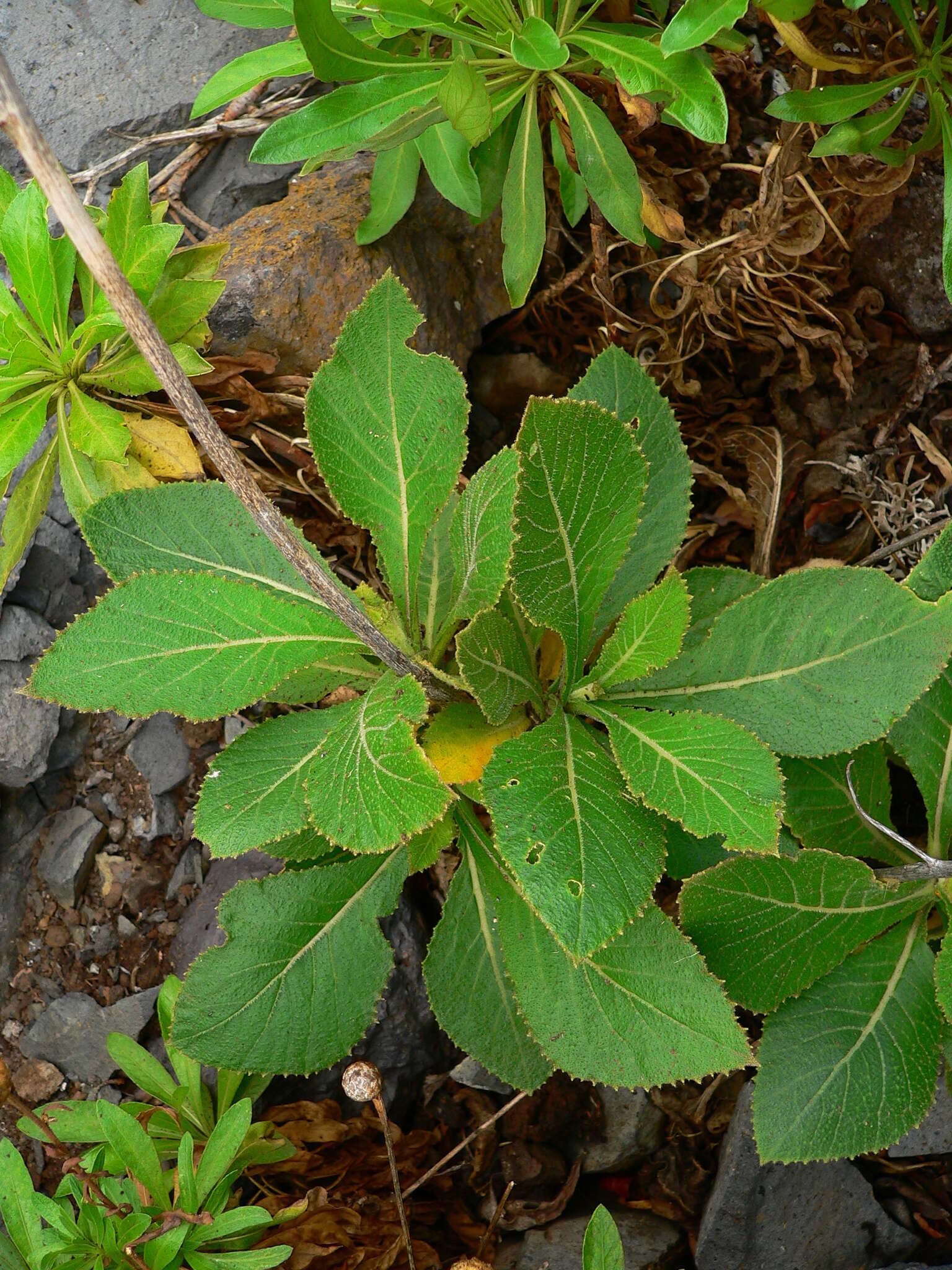 Image of Crambe scaberrima Webb ex Bramwell