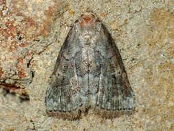 Image of White-lined Graylet