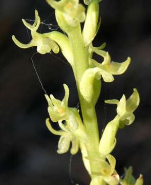 Imagem de Platanthera colemanii (Rand. Morgan & Glic.) R. M. Bateman