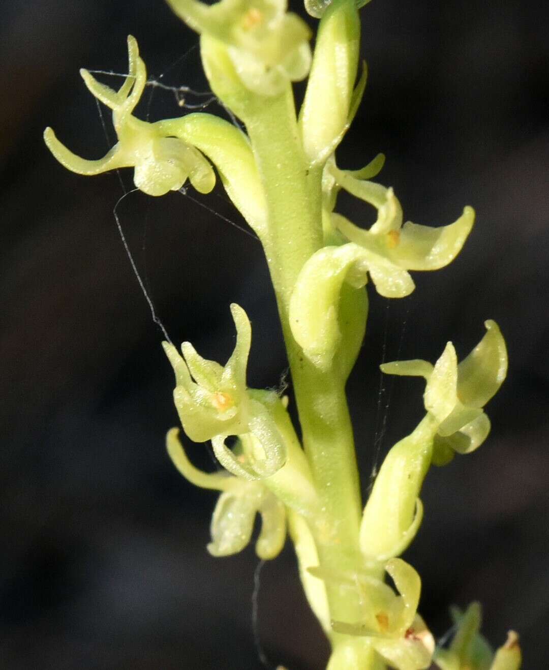 Image of Coleman's piperia