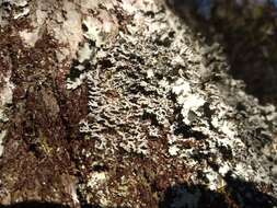 Image of Blue Ridge shield lichen