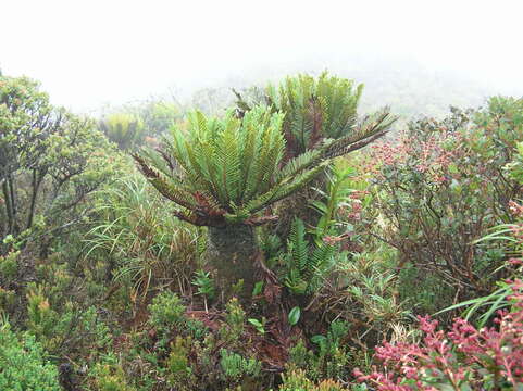 Image of Lomariocycas aurata (Fée) Gasper & A. R. Sm.