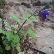 Image of Scutellaria orizabensis Epling