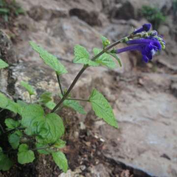 Image of Scutellaria orizabensis Epling